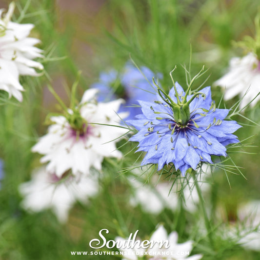 Jewels Mix Love in a Mist seeds by Southern Seeds, 200 mixed Nigella damascena flower seeds for garden planting.