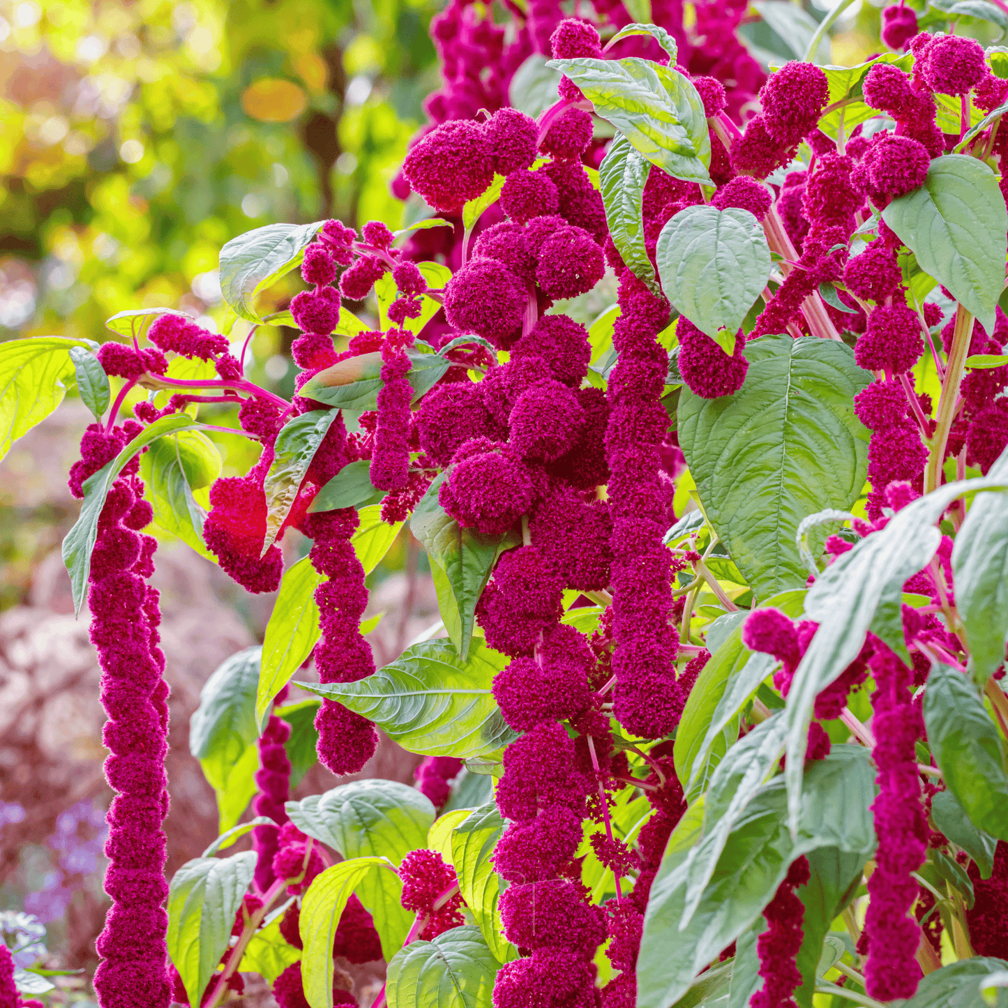 Packet of Love Lies Bleeding Amaranth seeds by Southern Seeds, featuring vibrant red, feathery flower seeds for planting.
