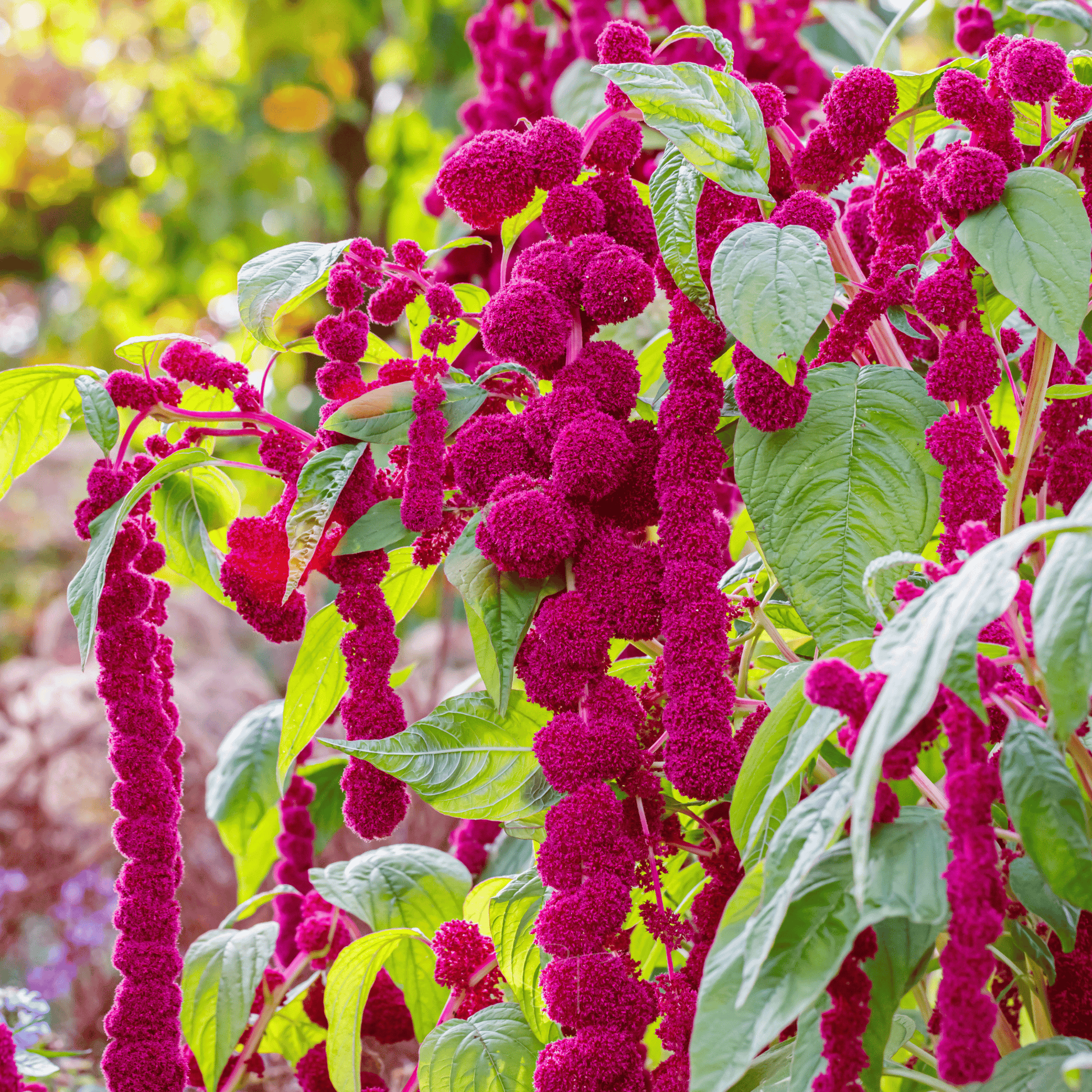 Packet of Love Lies Bleeding Amaranth seeds by Southern Seeds, featuring vibrant red, feathery flower seeds for planting.