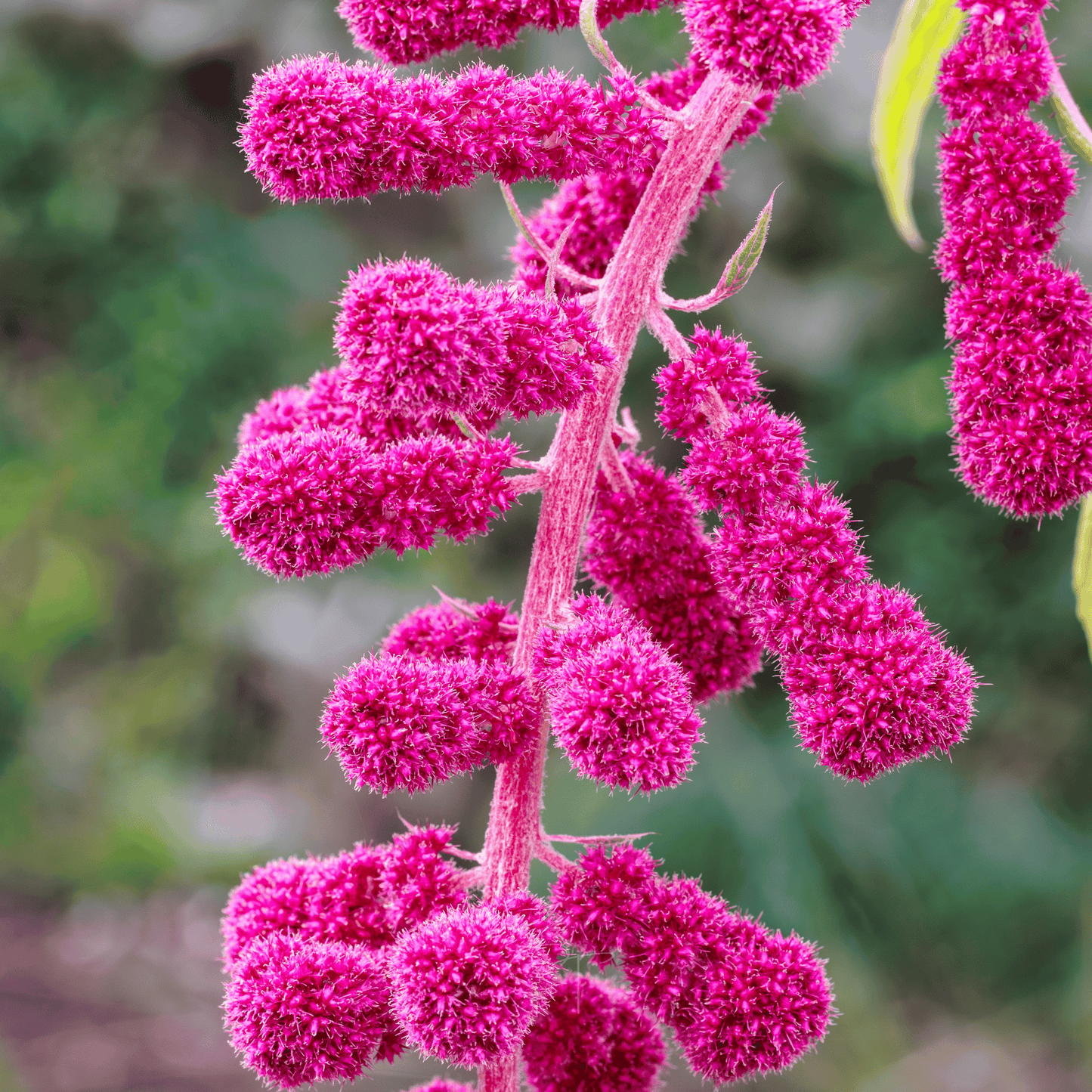 Packet of Love Lies Bleeding Amaranth seeds from Southern Seeds, featuring vibrant red, feathery flower heads for planting.