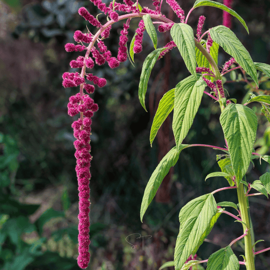 Packet of Love Lies Bleeding Amaranth seeds from Southern Seeds, showing vibrant red seed packet for planting.