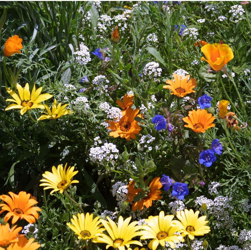 Low-growing wildflower mix seed pack by Grow Organic, featuring colorful flower seeds ideal for ground cover and low garden borders.