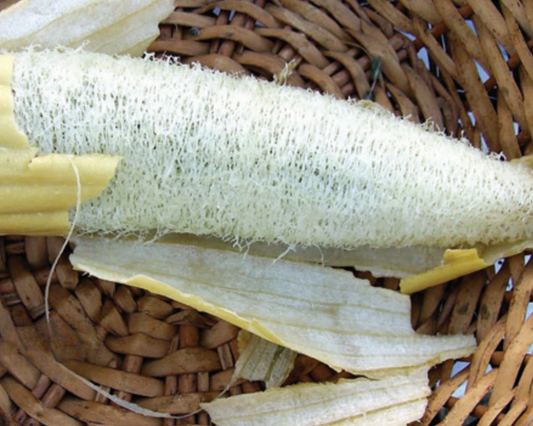 Luffa Sponge Gourd Seeds - Blessings Grow Meadows