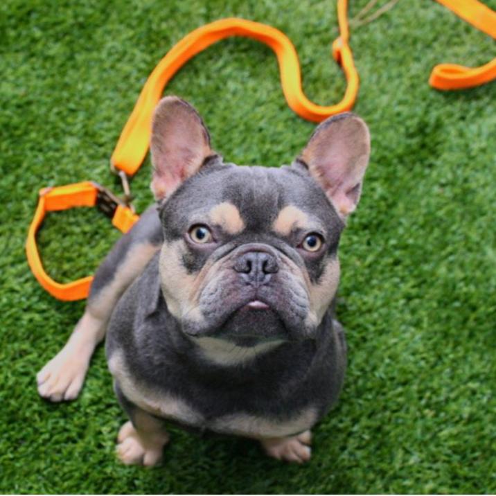 Tilley + Me hemp cotton dog leash in natural color, lightweight, durable, adjustable, and soft for comfortable walks.