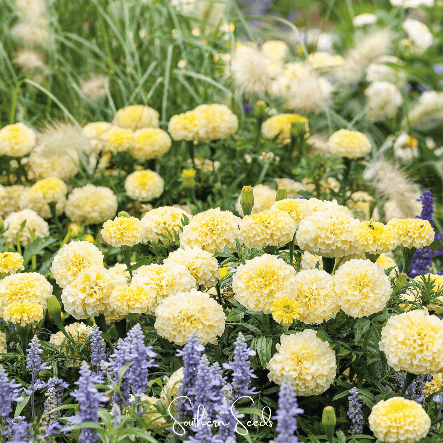 African Marigold Moonlight seeds from Southern Seeds, showing small seed packets with vibrant flower illustrations.