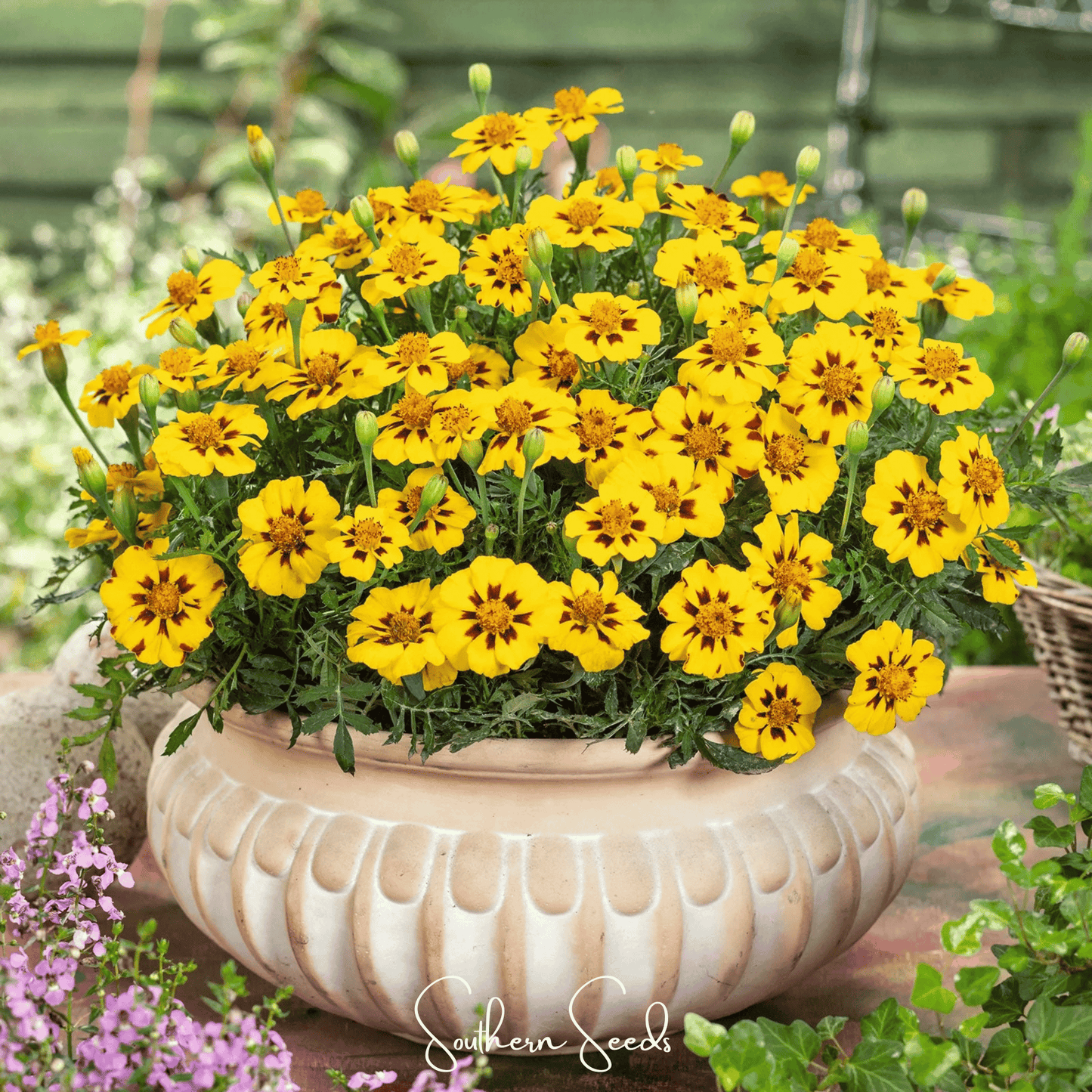 Naughty Marietta marigold seeds from Southern Seeds, showing vibrant orange marigold flower buds and packaging.