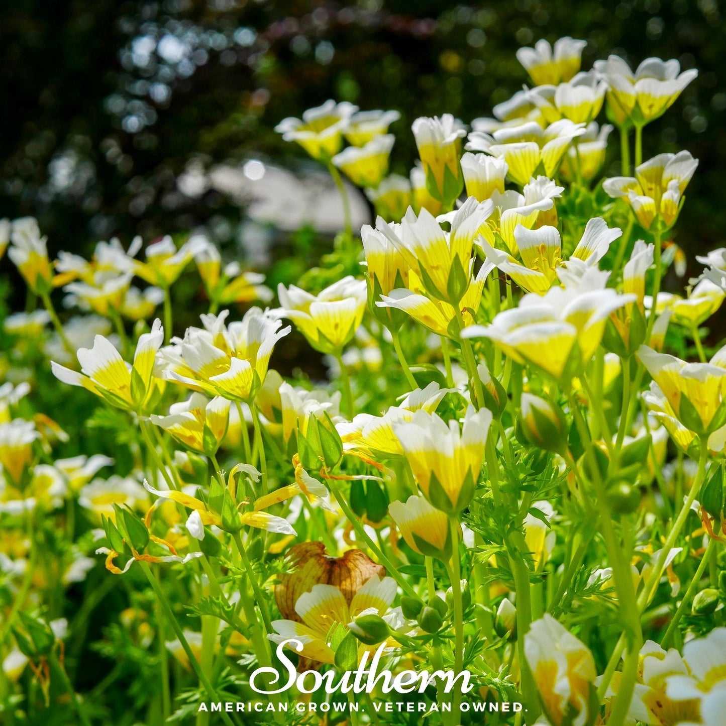 Meadowfoam (Poached Egg Plant) seed packet from Southern Seeds, featuring images of Limnanthes douglasii flowers and seeds.