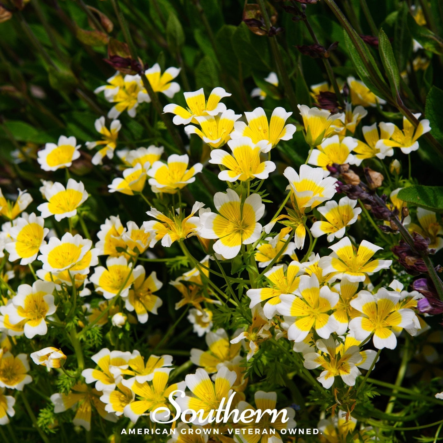 Meadowfoam (Poached Egg Plant) seeds by Southern Seeds, showing small green seeds on a white background.