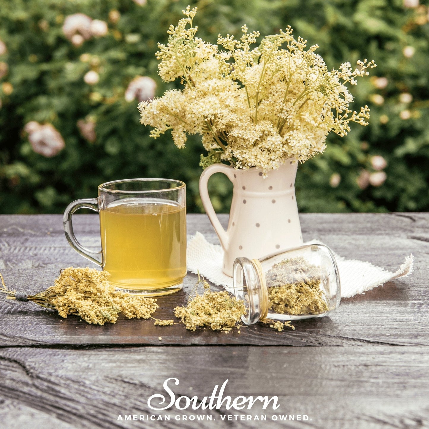 Fresh Meadowsweet (Filipendula ulmaria) 50 seed packets from Southern Seeds, showcasing vibrant green foliage and flowering stems.