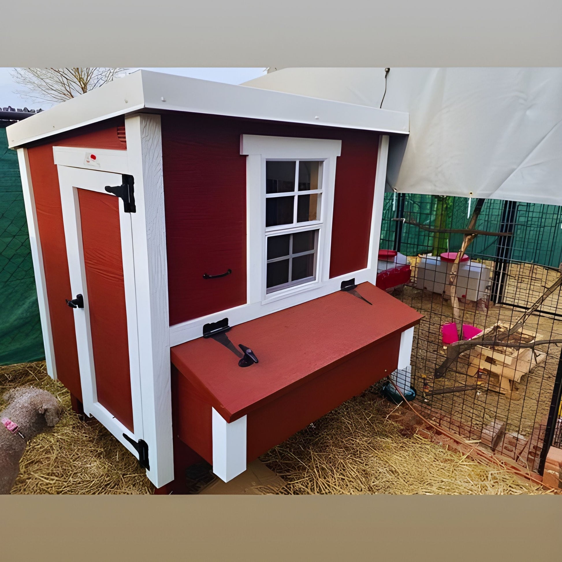 Medium Chicken Coop - Up to 10 Chickens - OverEZ Chicken Coop ~ Blessings Grow Meadows