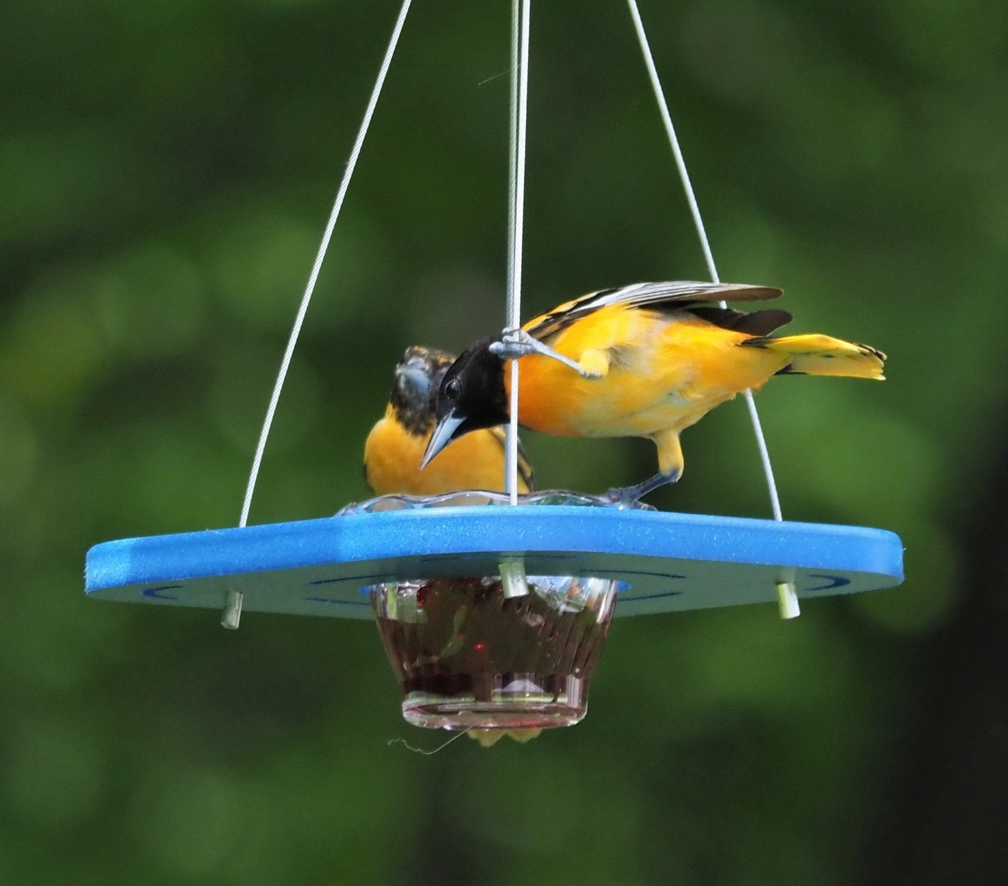 Oriole bird feeder with porch jelly-cup design by AmishToyBox.com, featuring bright colors and a sturdy hanging hook.
