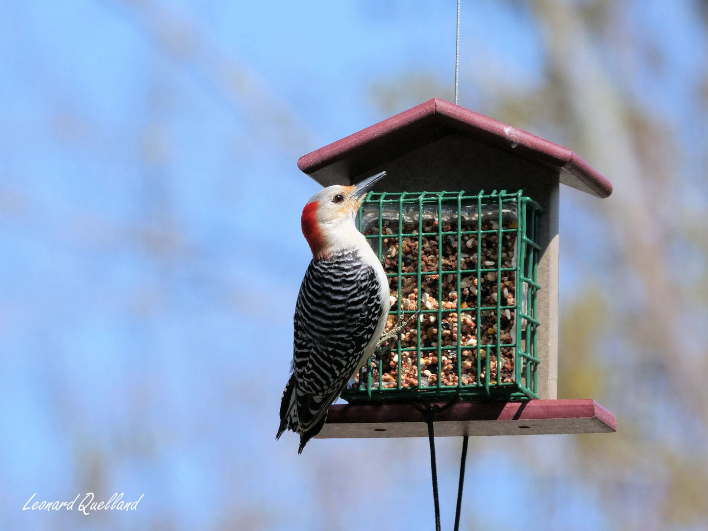 Amish-made double suet-cake bird feeder crafted with durable poly lumber, designed for attracting wild birds to your garden.