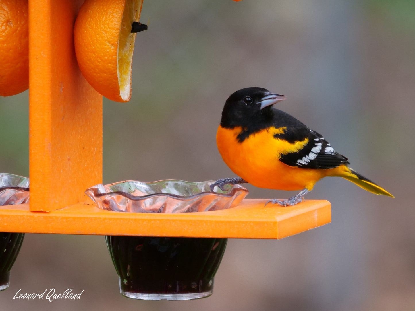 AmishToyBox.com Oriole Bird Feeder, Double-Cup Jelly Oriole Feeder with Pegs for Orange Halves
