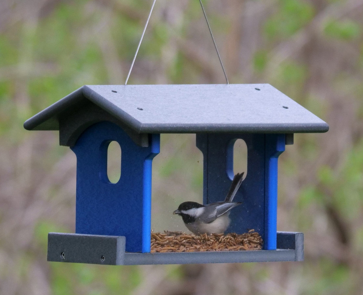Amish-made bluebird feeder with poly lumber for feeding mealworms, designed for attracting and feeding wild bluebirds.