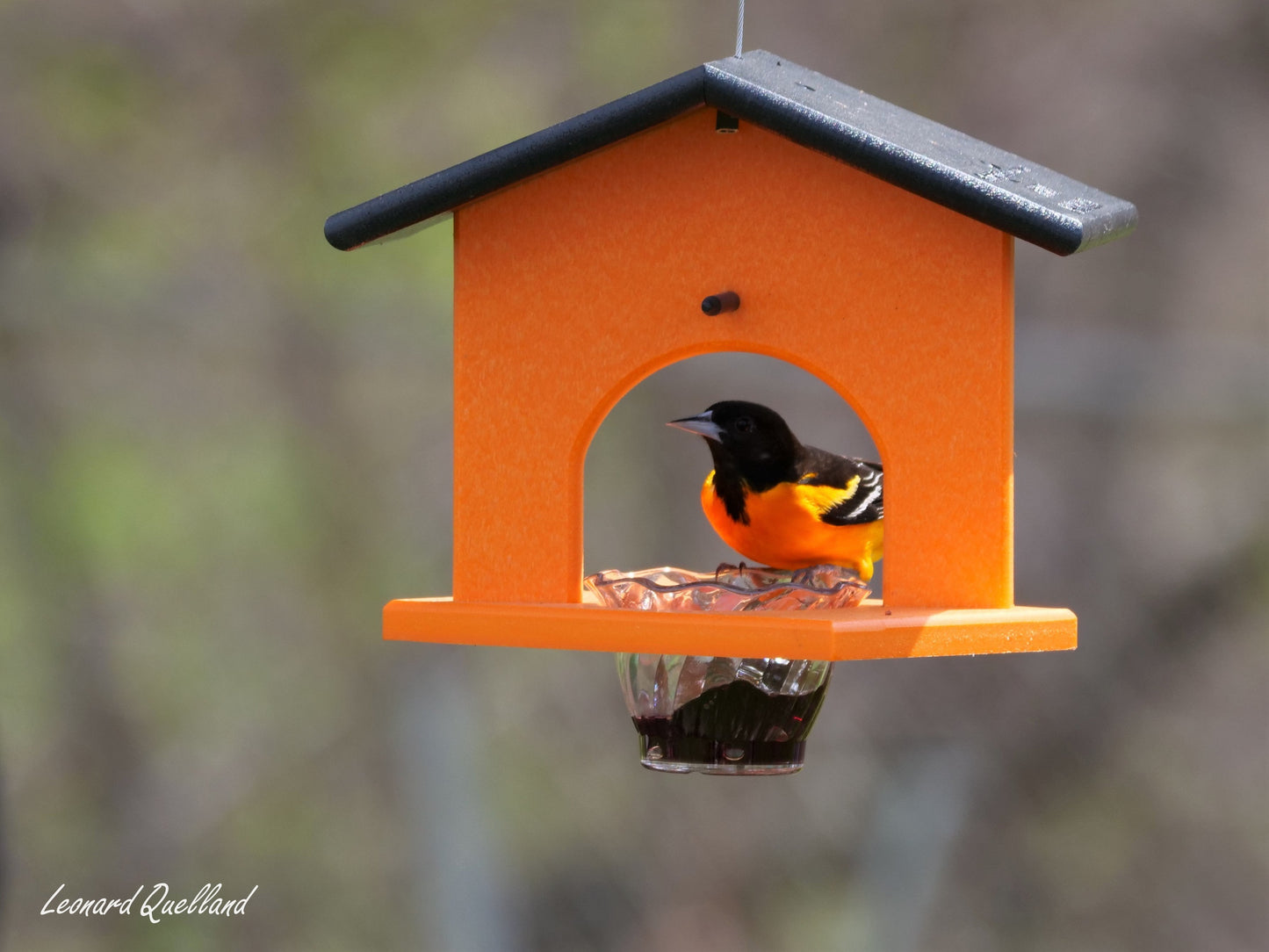 Eco-friendly AmishToyBox.com hanging oriole bird feeder with jelly and orange accents, made from durable poly lumber.