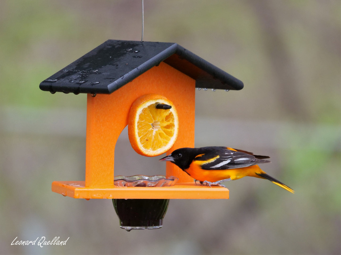 Eco-friendly AmishToyBox.com hanging oriole bird feeder with jelly and orange accents, made from durable poly lumber.