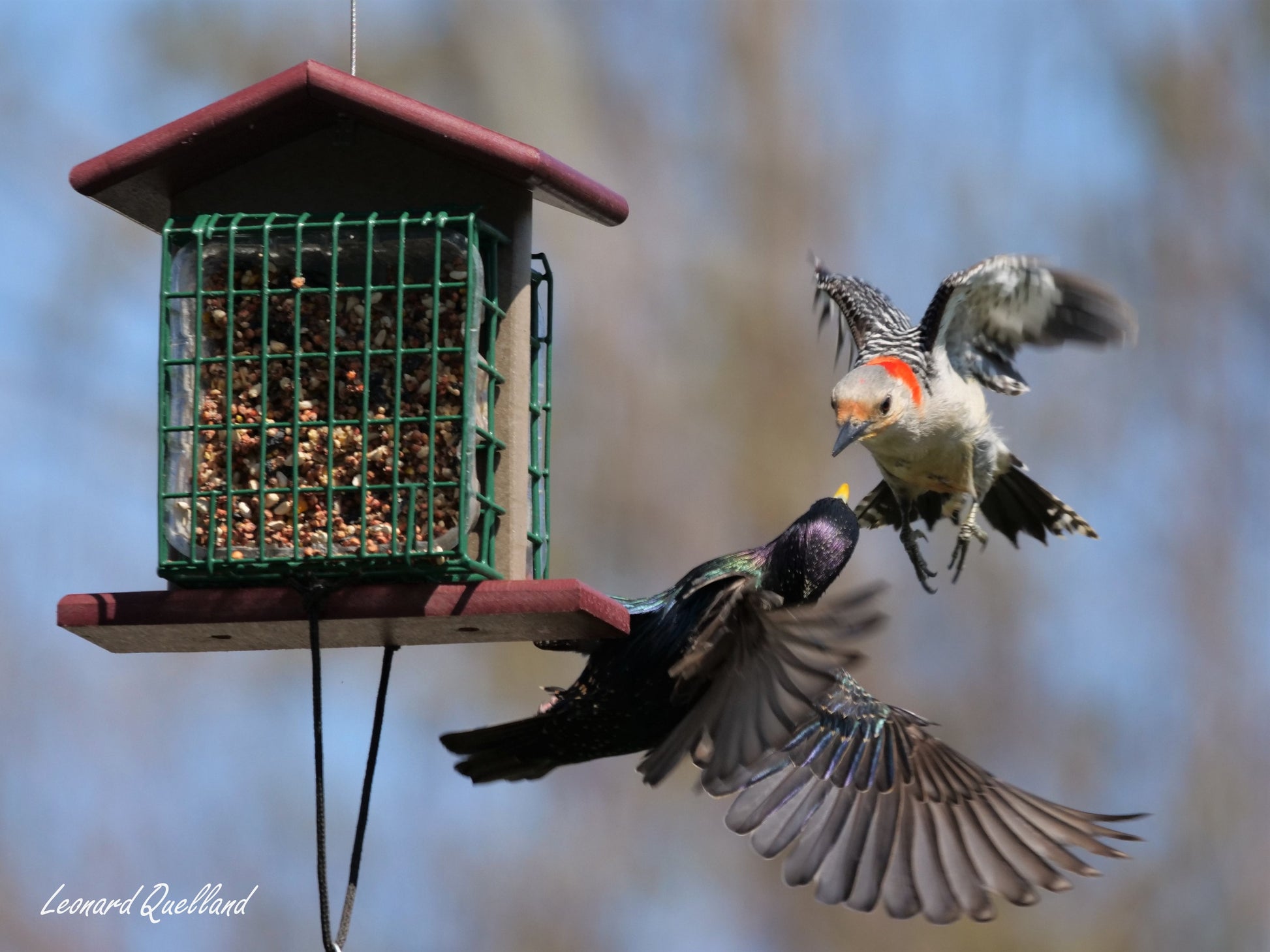Amish-made double suet-cake bird feeder with poly lumber, featuring multiple feeding ports and a sturdy, weather-resistant design.