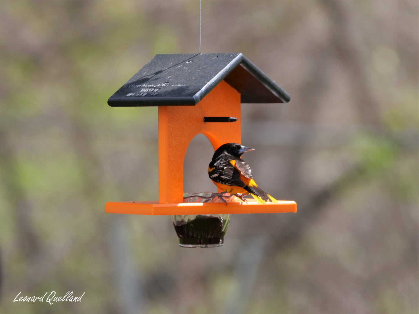 Hanging oriole bird feeder made of eco-friendly poly lumber with orange and jelly sections, designed to attract oriole and other birds.