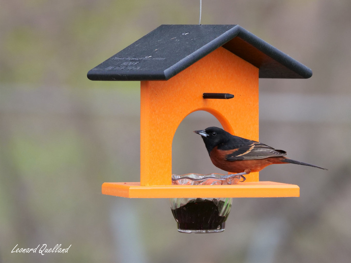Hanging Oriole Jelly and Orange Bird Feeder, Eco-Friendly Poly Lumber - AmishToyBox.com ~ Blessings Grow Meadows