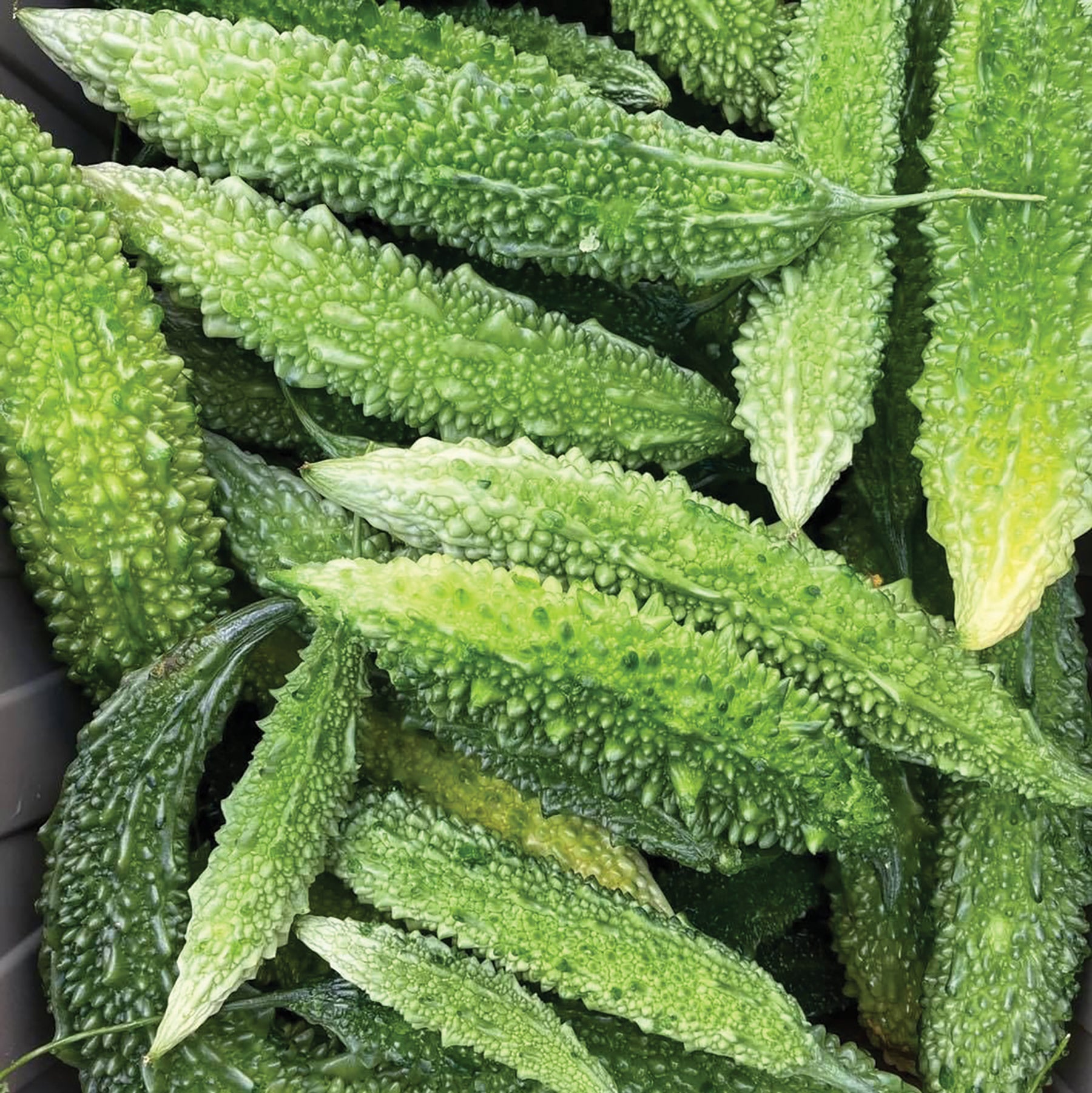 Futo Spindle Bitter Melon - Blessings Grow Meadows