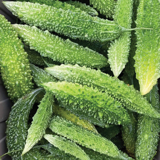 Futo Spindle Bitter Melon - Blessings Grow Meadows