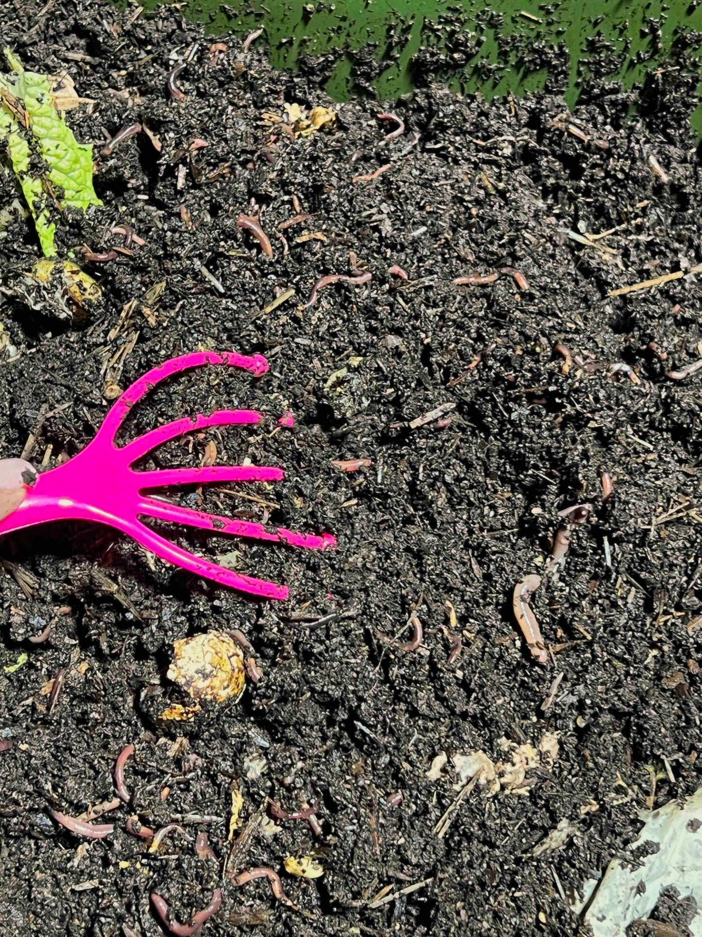 A Memes Worms Worm Comb, a bright pink hand rake, is being used to turn rich compost soil teeming with earthworms for better aeration under sunlight. Green leaves appear in the top left corner.
