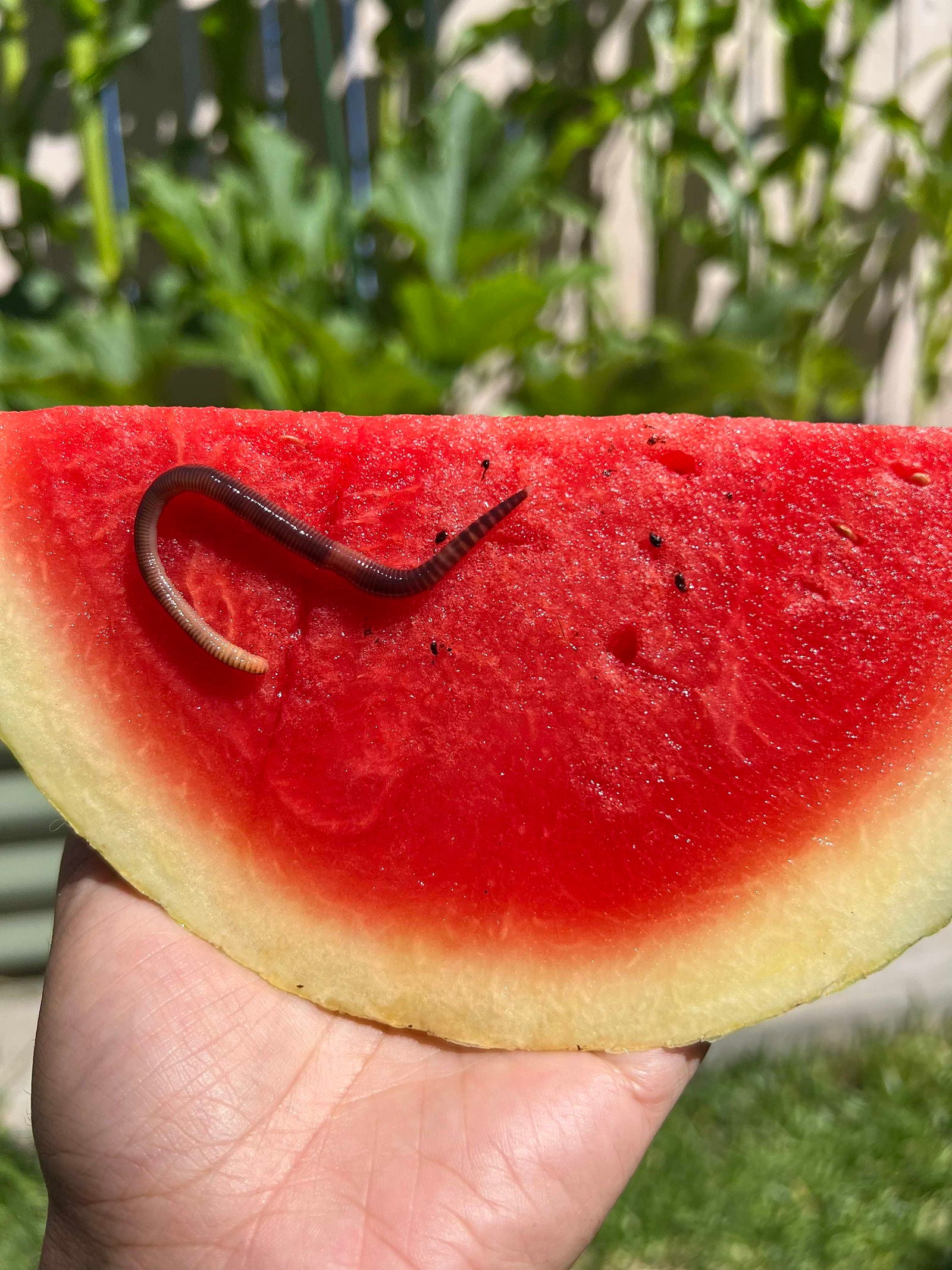 Photograph of a vibrant red watermelon slice held in a hand outdoors showing a dark-colored worm a pale yellow rind and tiny black seeds against a blurred background of green foliage
