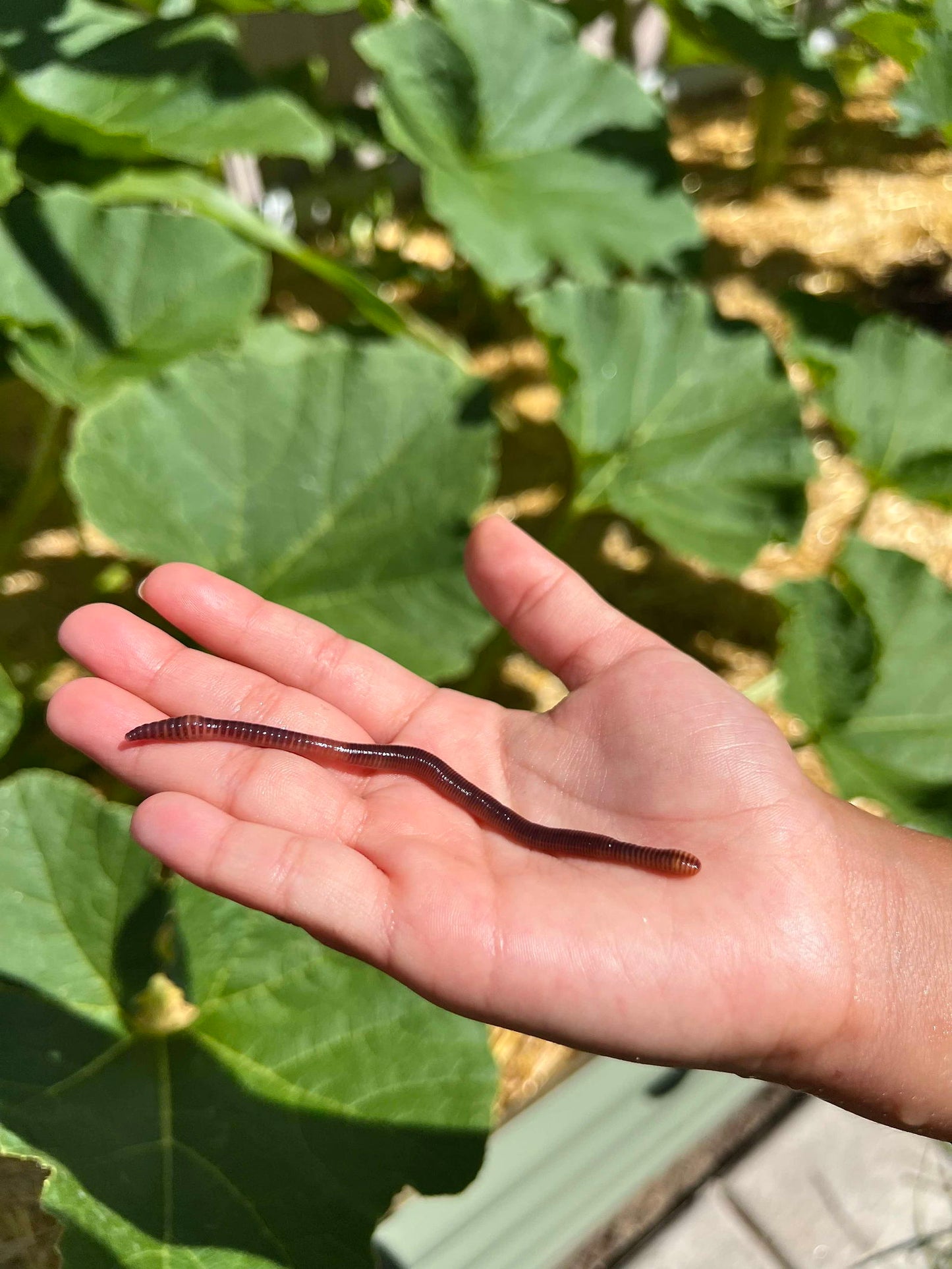 Photograph of a reddish-brown earthworm held in a child's hand against a backdrop of large green pumpkin leaves and tan straw mulch showing the worm's segmented body and subtle iridescence
