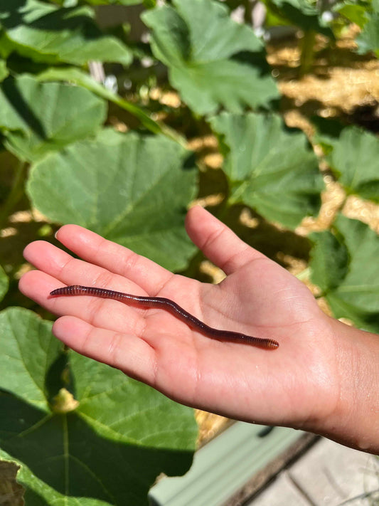 Photograph of a reddish-brown earthworm held in a child's hand against a backdrop of large green pumpkin leaves and tan straw mulch showing the worm's segmented body and subtle iridescence

