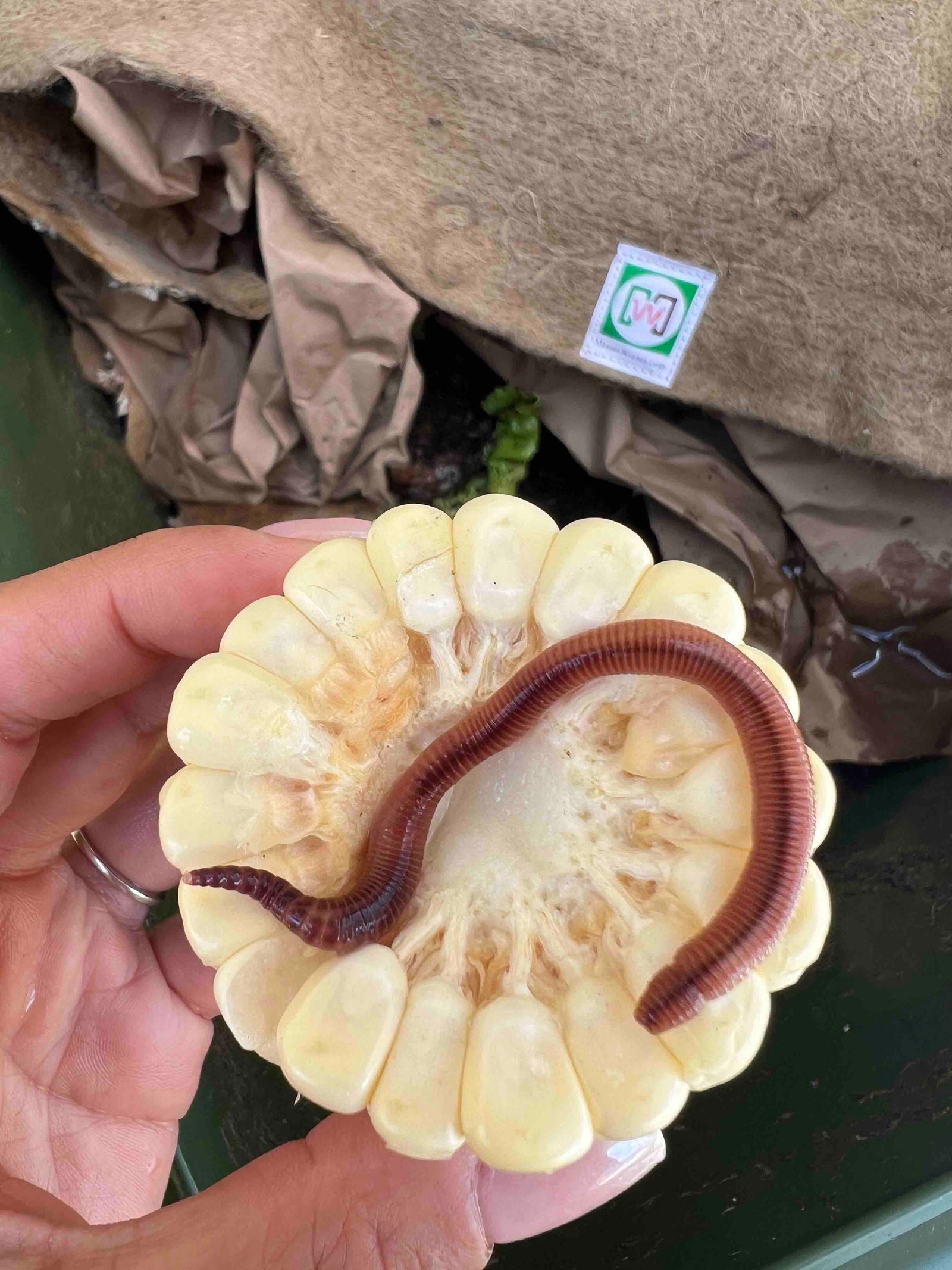 Photograph of a hand holding a reddish-brown earthworm on a piece of pale yellow corn with visible kernels and a brown fibrous background