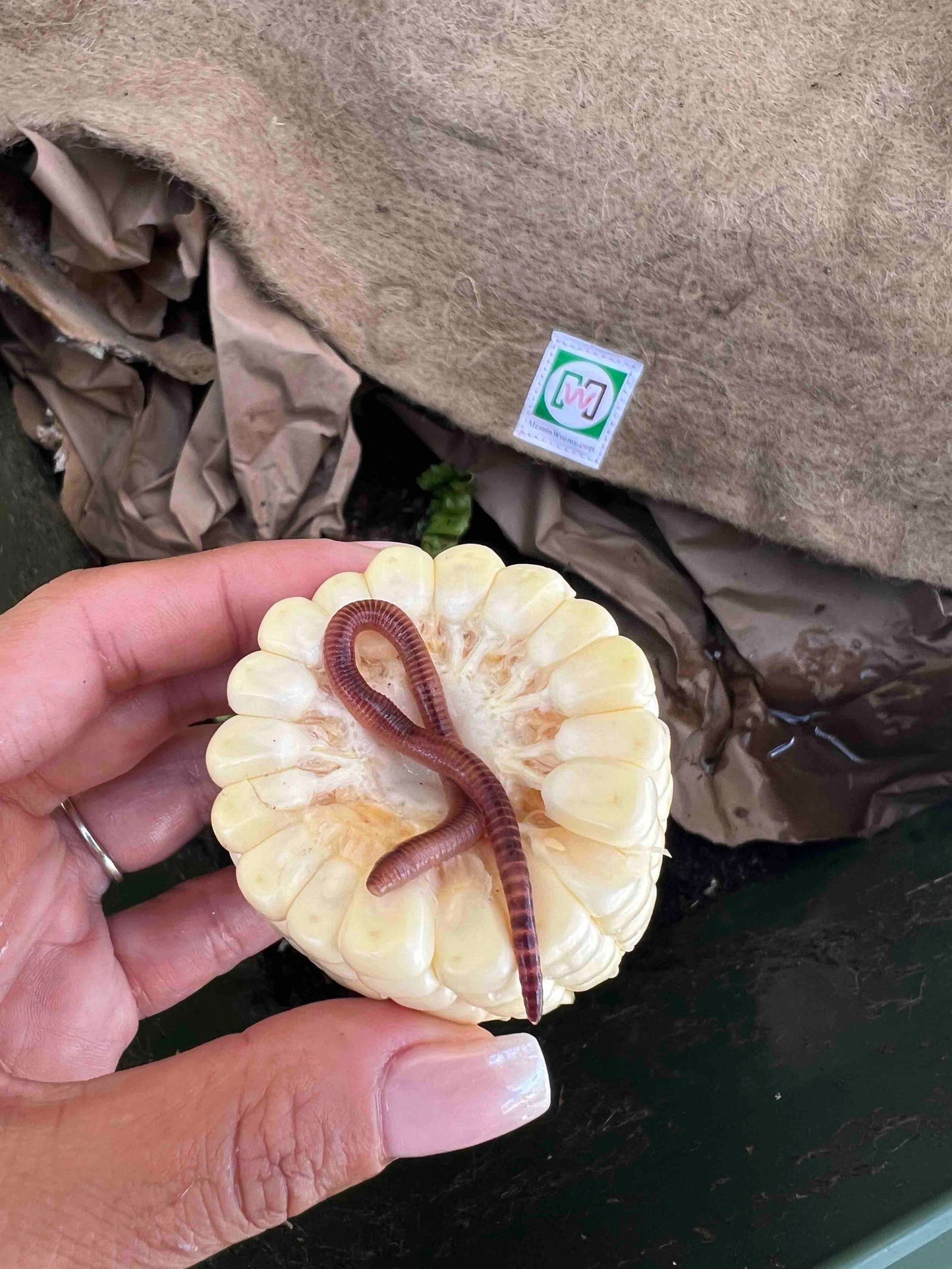 Photograph of a hand holding a piece of corn with a red wiggler worm on it in a compost bin showing brown paper and a beige coir liner