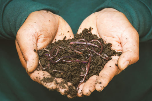 Red Wiggler Composting Worms (Eisenia andrei) from Meme's Worms, shown on living composting material for organic waste breakdown.