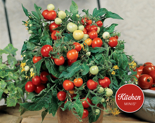 Micro Tom Tomato Seeds by Seeds 'n Such grow into compact plants with green leaves and clusters of small red, orange, and green tomatoes. The Kitchen MINIS® label appears on a red circular tag in the lower right corner.
