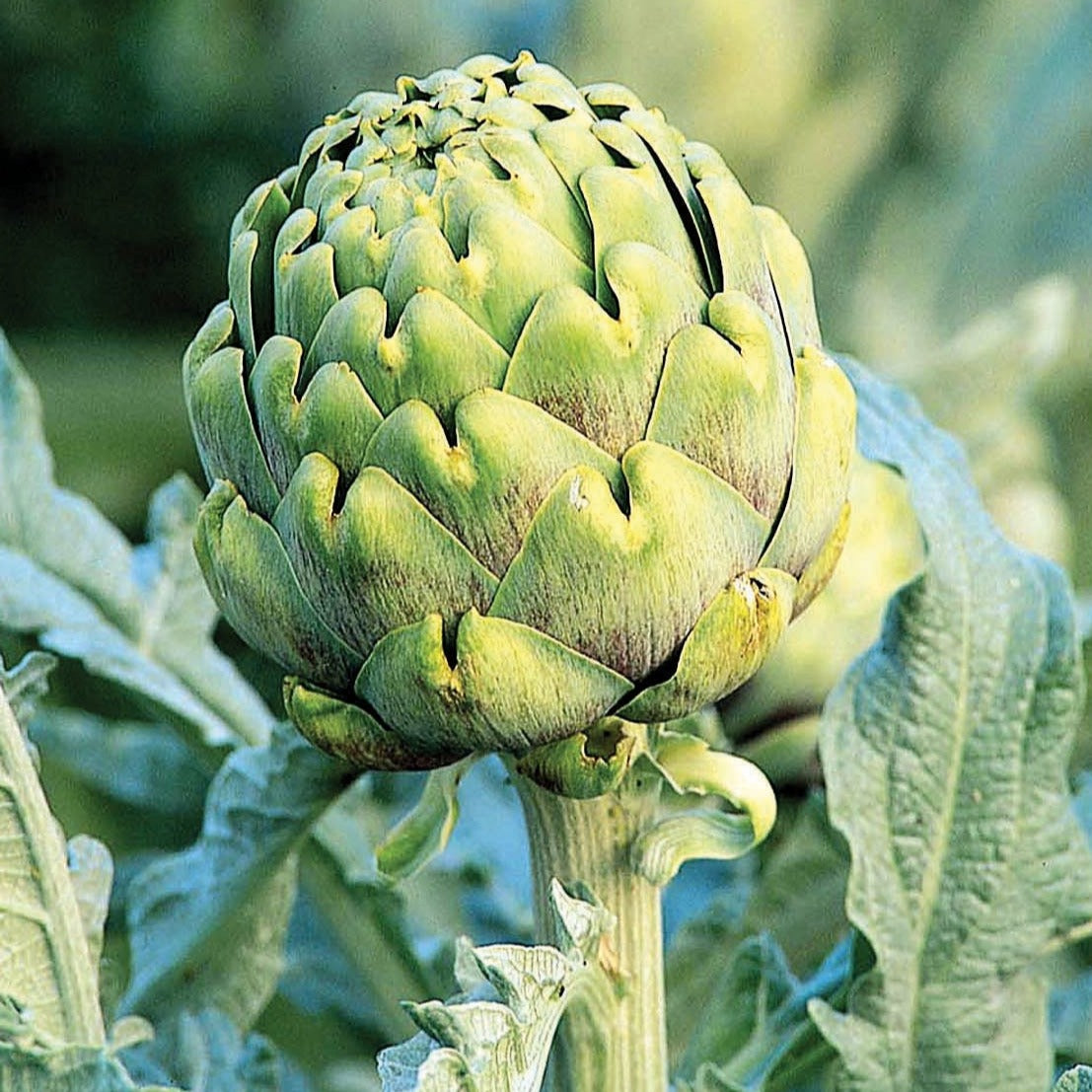 Green Globe Artichoke - Blessings Grow Meadows