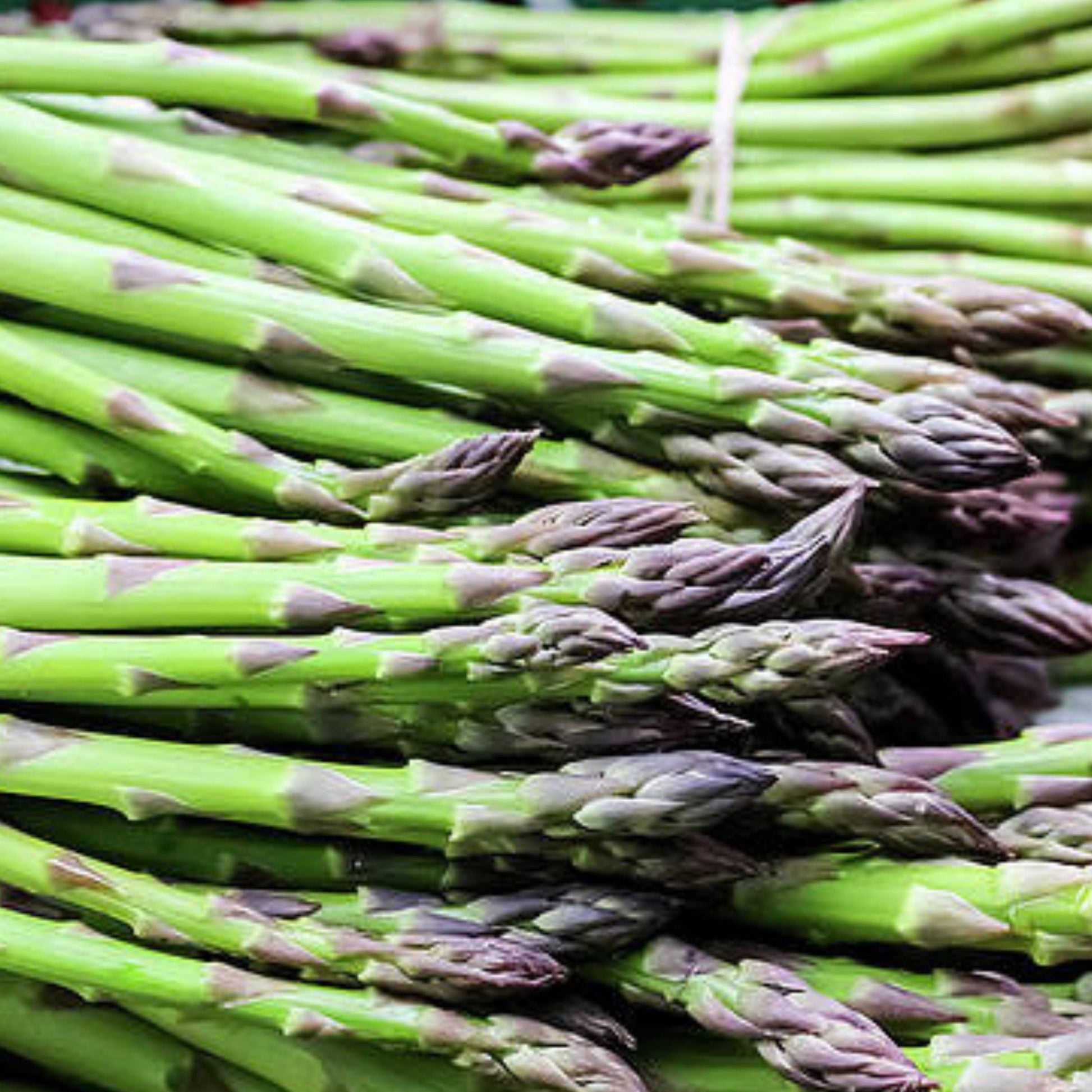 MIgardener UC-157 asparagus seed packet featuring fresh asparagus spears and green leaves on a white background.
