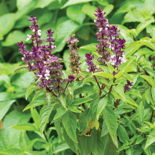 Blue Spice Basil plant from MIgardener, vibrant green basil with blue-tinted leaves, ideal for culinary use and garden decoration.