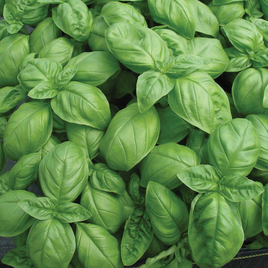 Genovese Basil - Blessings Grow Meadows