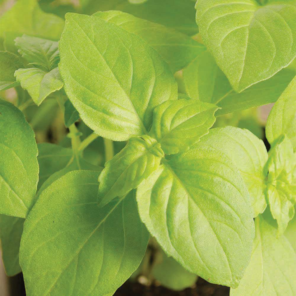 Fresh lemon basil plant from MIgardener, featuring vibrant green leaves with fragrant lemon-scented basil.