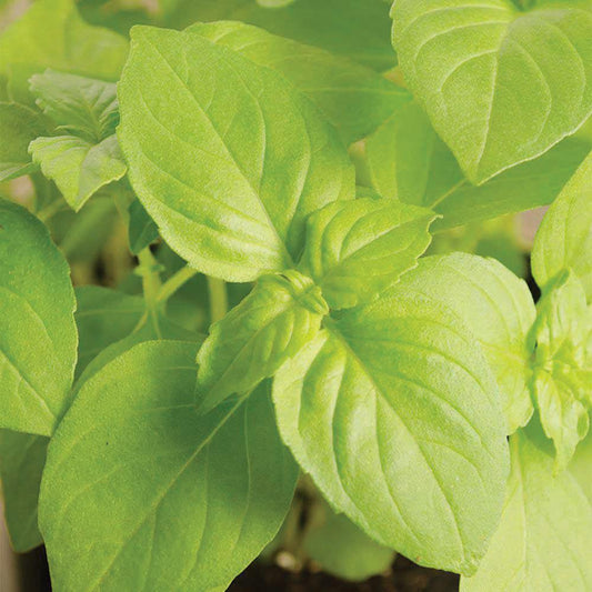 Fresh lemon basil plant from MIgardener, featuring vibrant green leaves with fragrant lemon-scented basil.