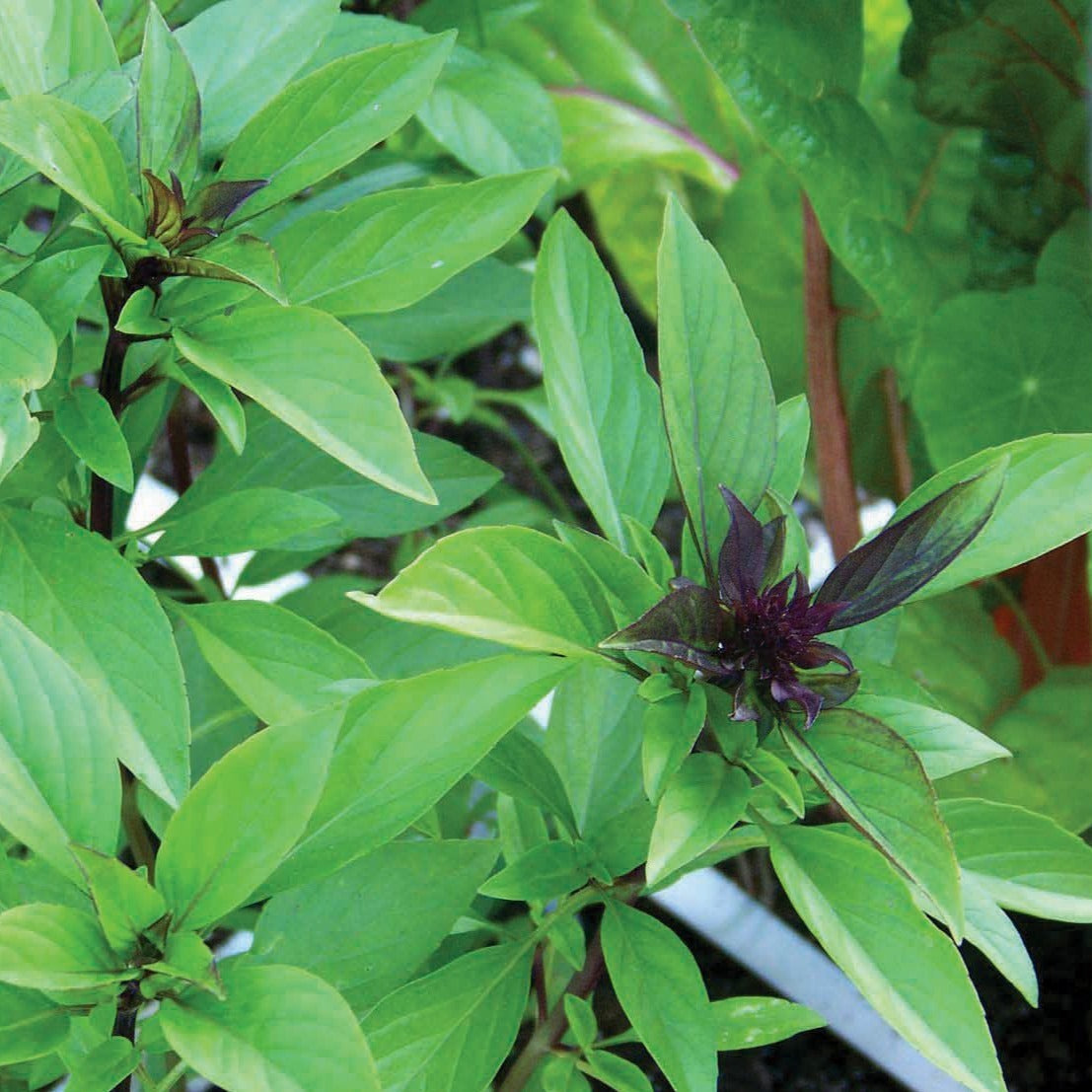 Licorice Basil - Blessings Grow Meadows