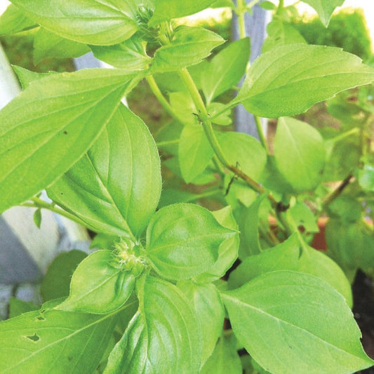 Lime Basil - Blessings Grow Meadows