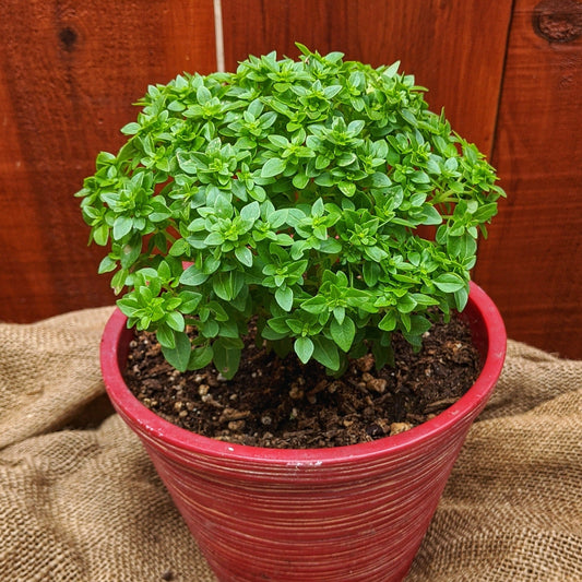 Piccolino Basil plant by MIgardener with vibrant green leaves, ready for culinary use or garden planting.