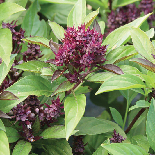Siam Queen Basil - Blessings Grow Meadows
