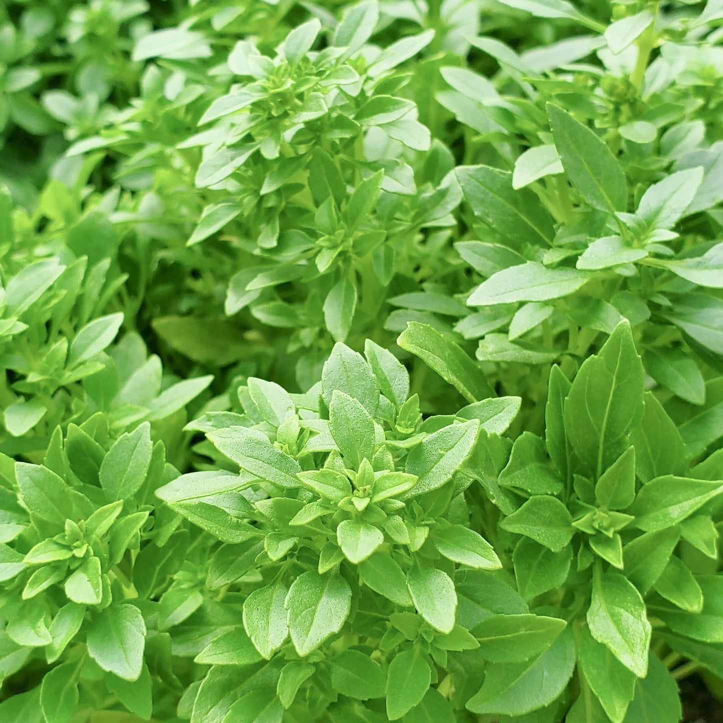 Spicy Globe Basil plant by MIgardener with vibrant green, compact, aromatic basil leaves in a garden setting.
