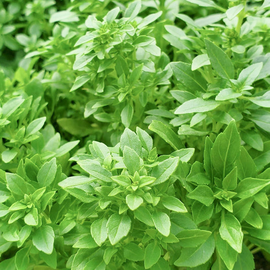 Spicy Globe Basil plant by MIgardener with vibrant green, compact, aromatic basil leaves in a garden setting.