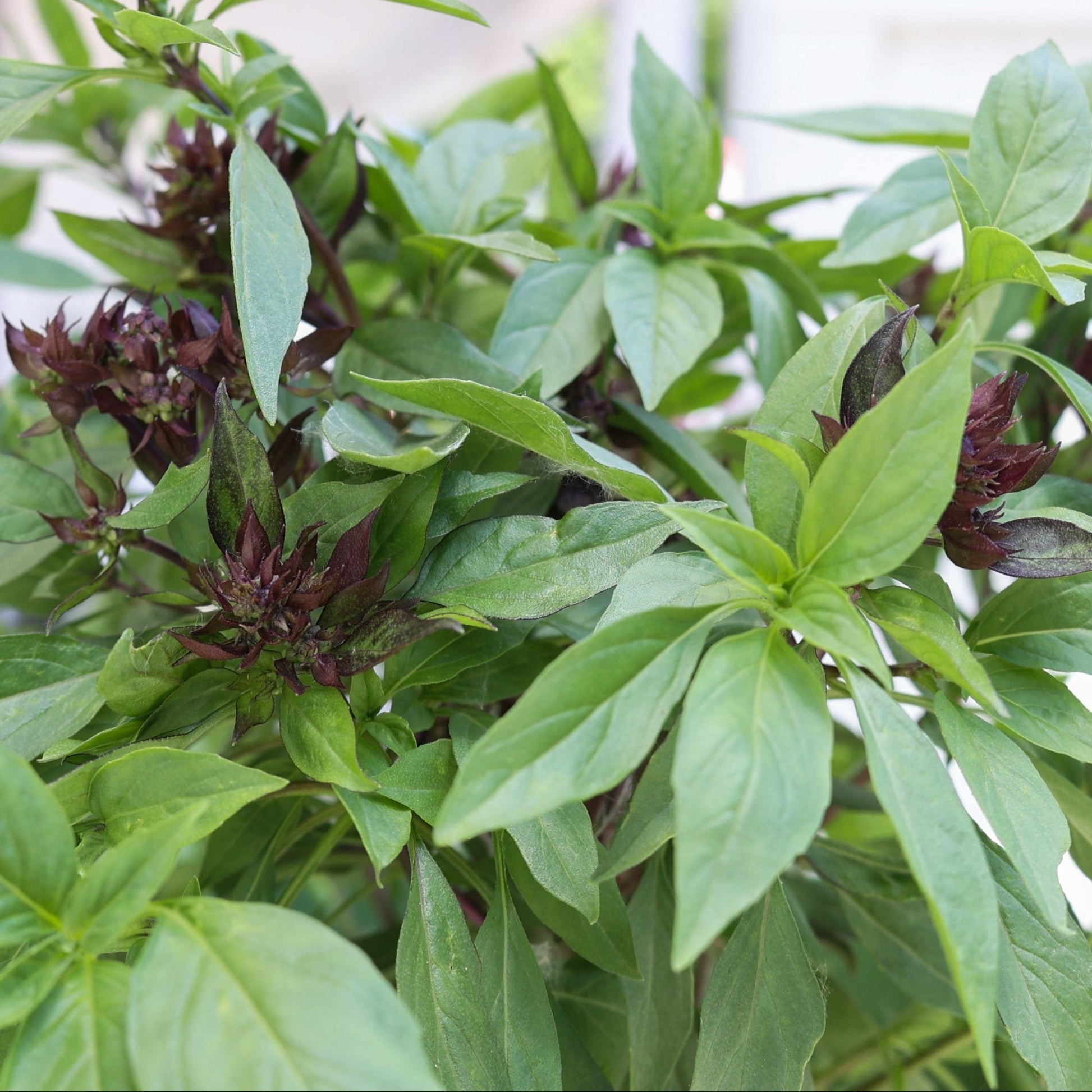 Fresh Thai basil plant from MIgardener, showcasing vibrant green leaves and healthy stems on a gardening tray.
