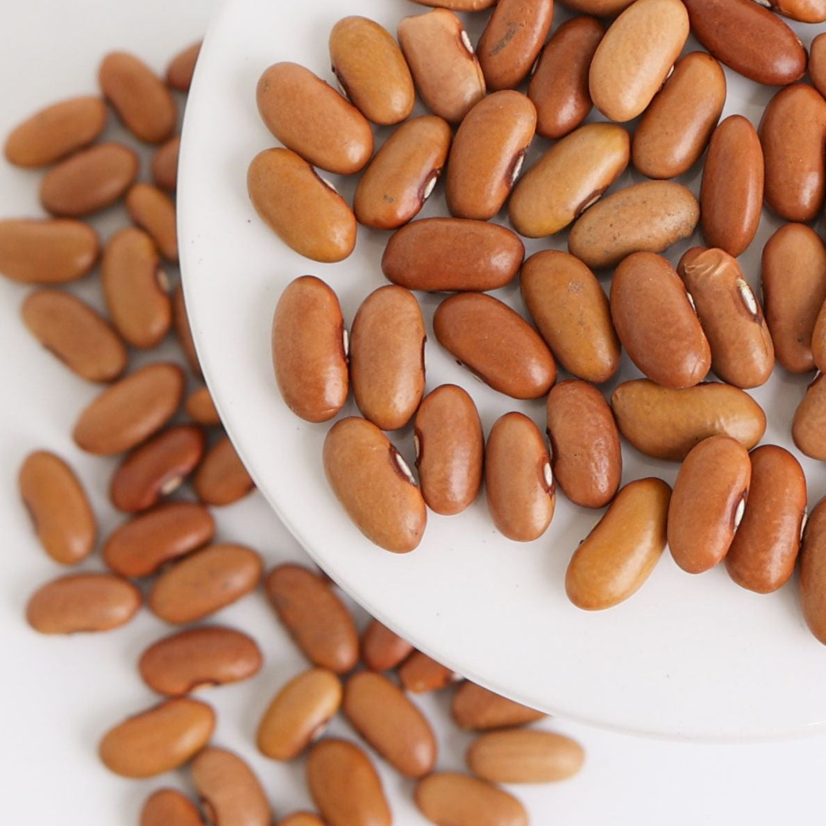 Arikara Yellow Bean (Bush) - Blessings Grow Meadows