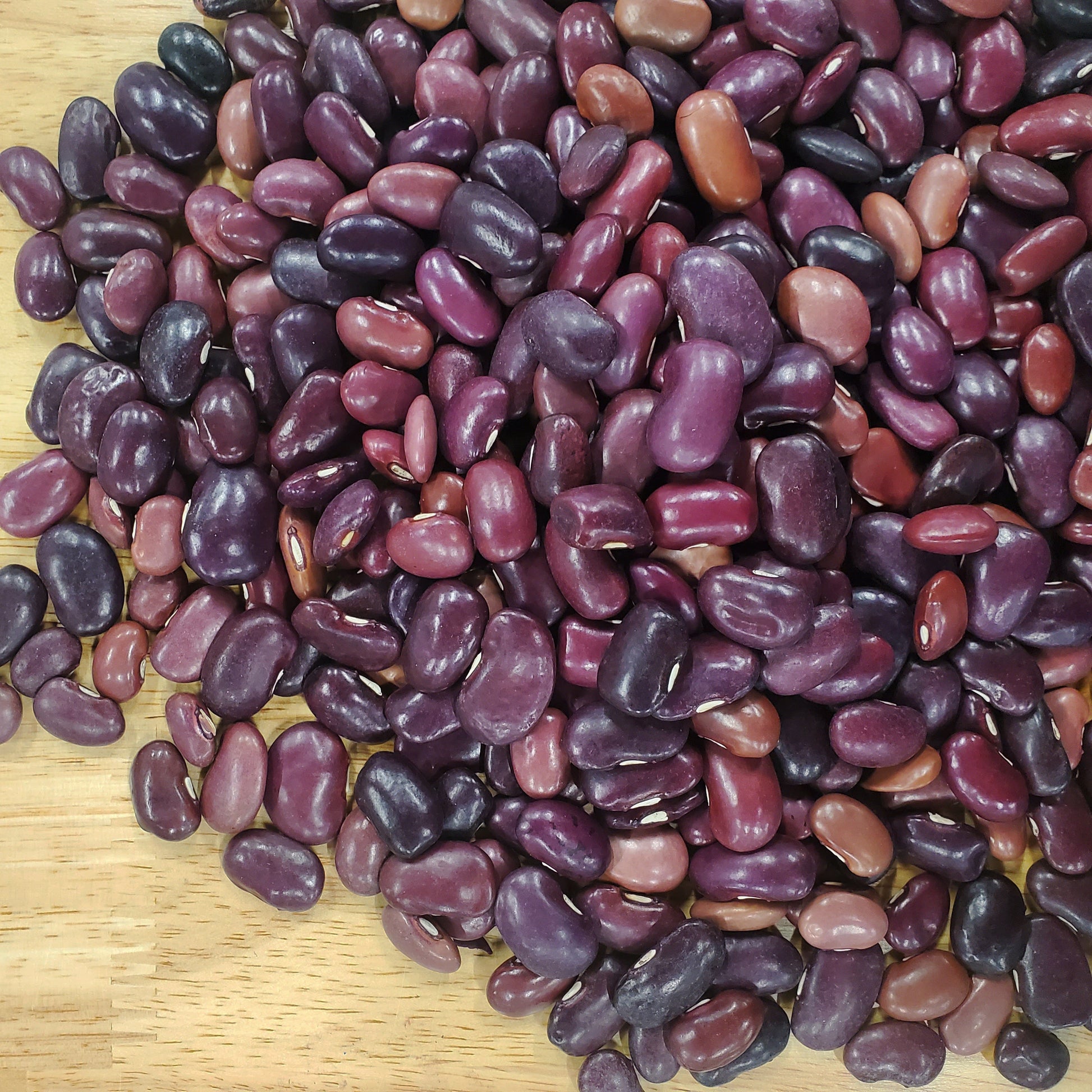 Fresh Ayocote Morado bean from MIgardener, showcasing vibrant purple beans in a close-up view.