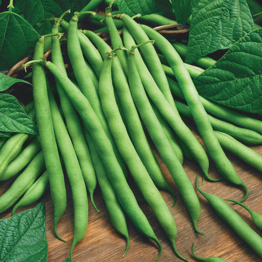 Blue Lake Bush Bean - Blessings Grow Meadows