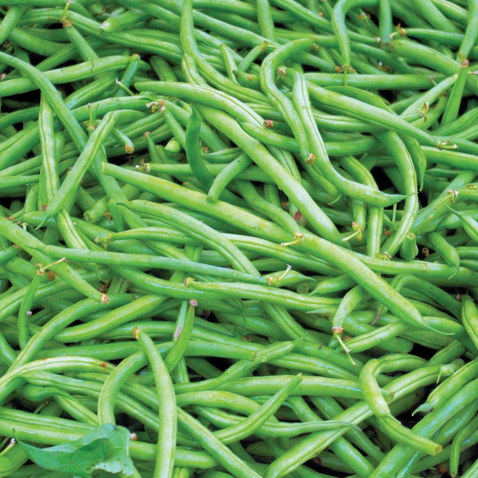 Contender Bean (Bush) - Blessings Grow Meadows